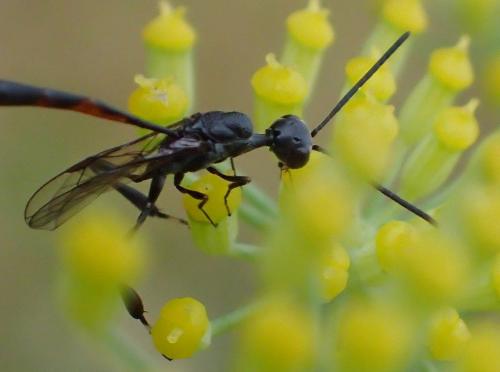 Gasteruption caucasicum